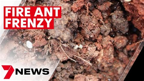fire ants queensland government